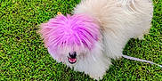 Lychee is registered to the contest to win money with this photo: dog, fluffy, purple_hair, grass, outdoor, pet, cute, leash, smiling, fur, nature, playful, animal, green, small_dog, happy, park, canine, colorful, fun