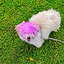 dog, fluffy, purple_hair, grass, outdoor, pet, cute, leash, smiling, fur, nature, playful, animal, green, small_dog, happy, park, canine, colorful, fun