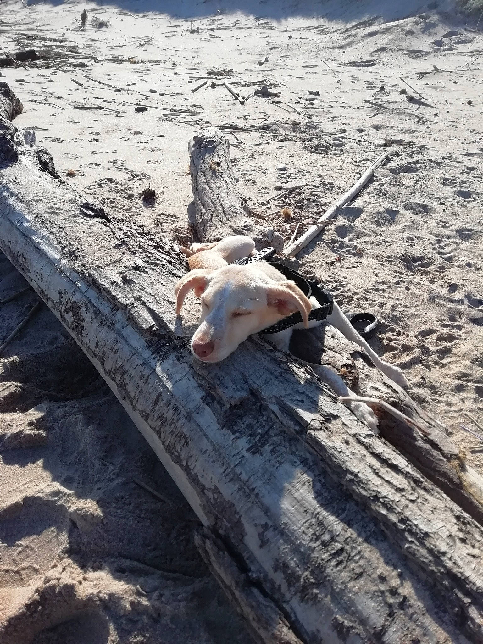 Chita a rejoint le concours — aidez-le/la à gagner de superbes lots ! geological_phenomenon, sand