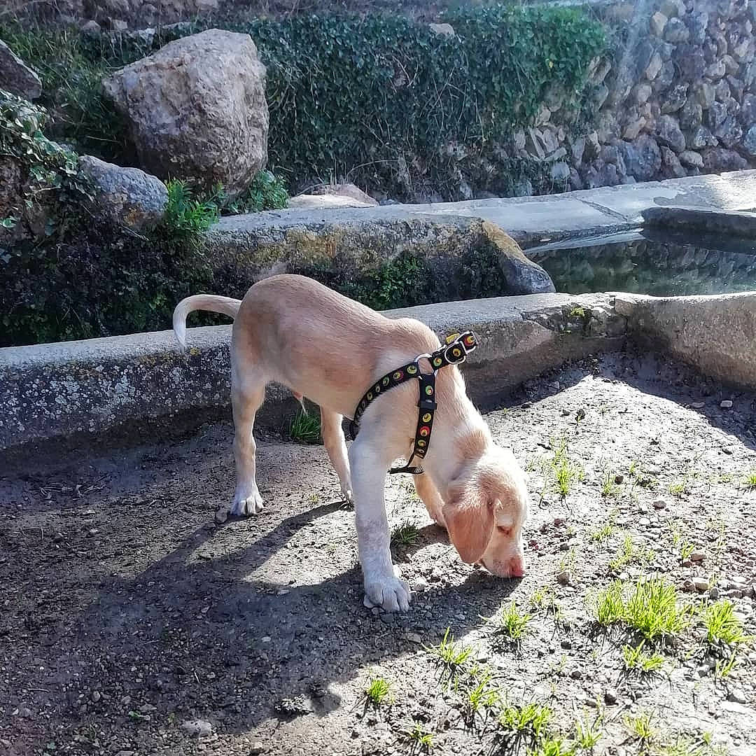 Chita a rejoint le concours — aidez-le/la à gagner de superbes lots ! bedrock, canidae, carnivore, collar, companion_dog, dog, dog_breed, dog_collar, dog_supply, fawn, groundcover, leash, mammal, outcrop, rock, snout, sporting_group, tail, terrestrial_animal, working_animal