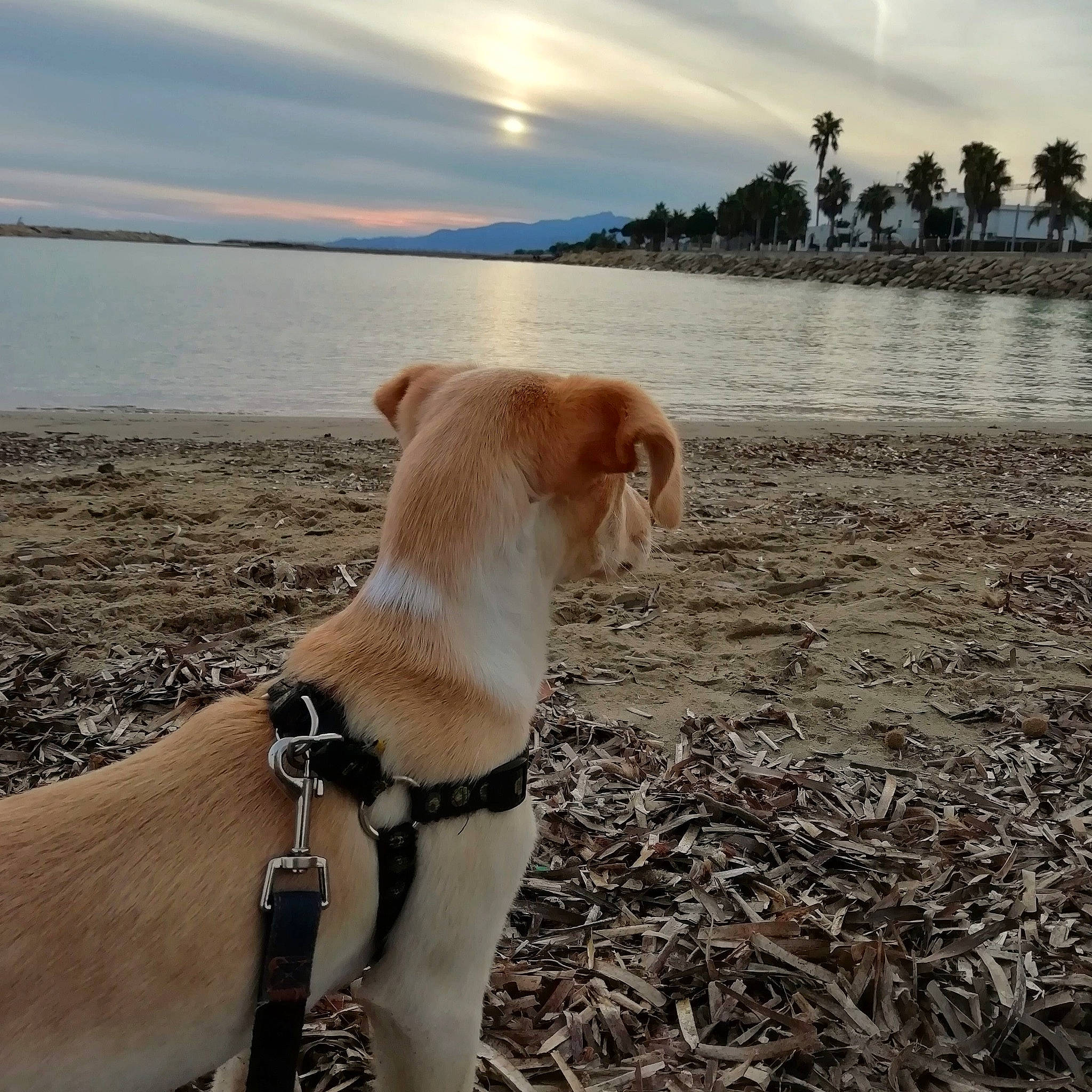 Chita a rejoint le concours — aidez-le/la à gagner de superbes lots ! arecales, beach, bracelet, canidae, carnivore, coast, collar, companion_dog, dog, dog_breed, dog_collar, fawn, leash, mammal, palm_tree, pet_supply, shore, snout, sporting_group, working_animal