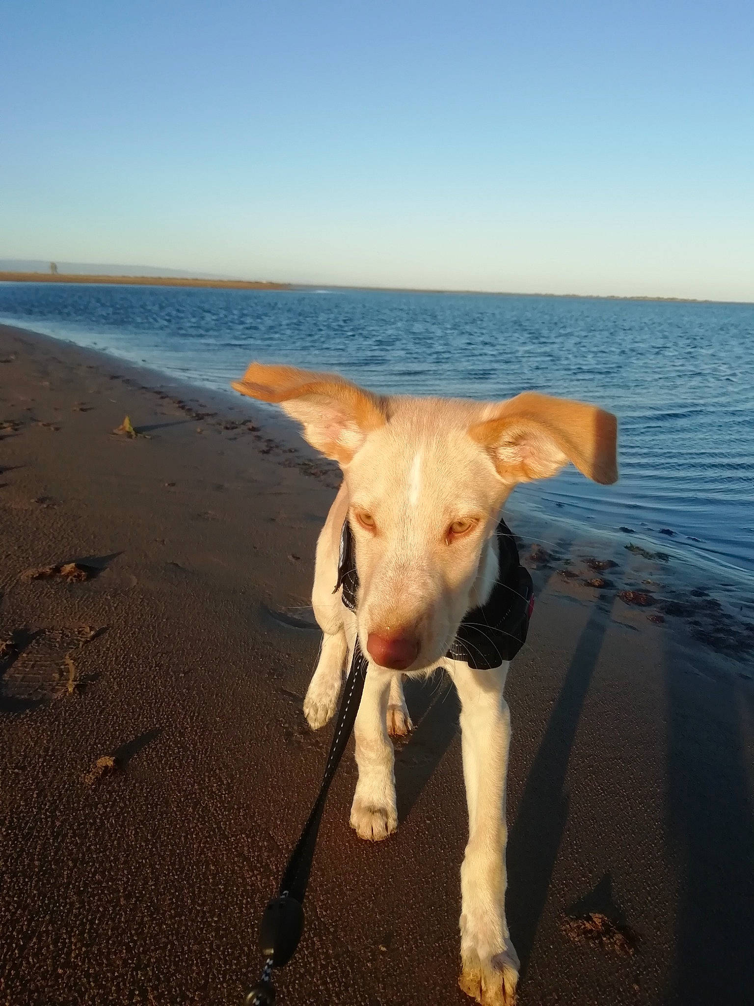 Chita a rejoint le concours — aidez-le/la à gagner de superbes lots ! beach, body_of_water, carnivore, coast, coastal_and_oceanic_landforms, dog, dog_breed, fluid, horizon, liver, ocean, sand, sea, shore, snout, summer, waterway, wave, wind_wave, working_animal