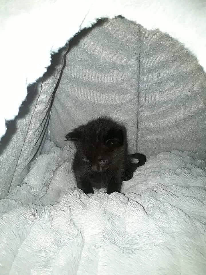 Gizmo is registered to the contest to win money with this photo: bat, carnivore, claw, comfort, darkness, dog_breed, eye, felidae, fur, grey, linens, monochrome, monochrome_photography, paw, small_to_medium_sized_cats, snout, tail, terrestrial_animal, whiskers, wildlife