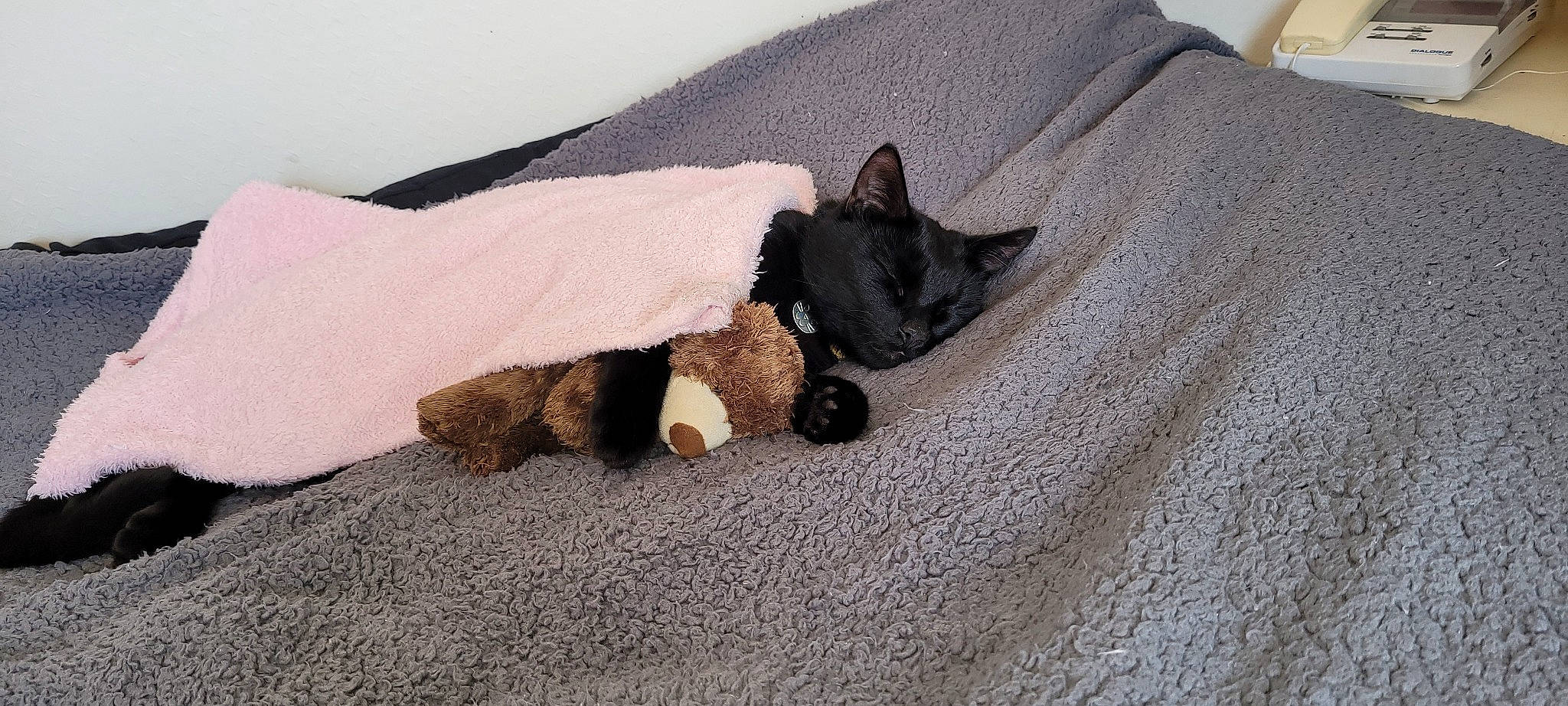 Gizmo joined the competition — help win amazing prizes! bedding, carnivore, cat, comfort, companion_dog, dog_breed, domestic_short_haired_cat, fawn, felidae, flooring, fur, grey, linens, paw, small_to_medium_sized_cats, snout, sporting_group, tail, whiskers, wood