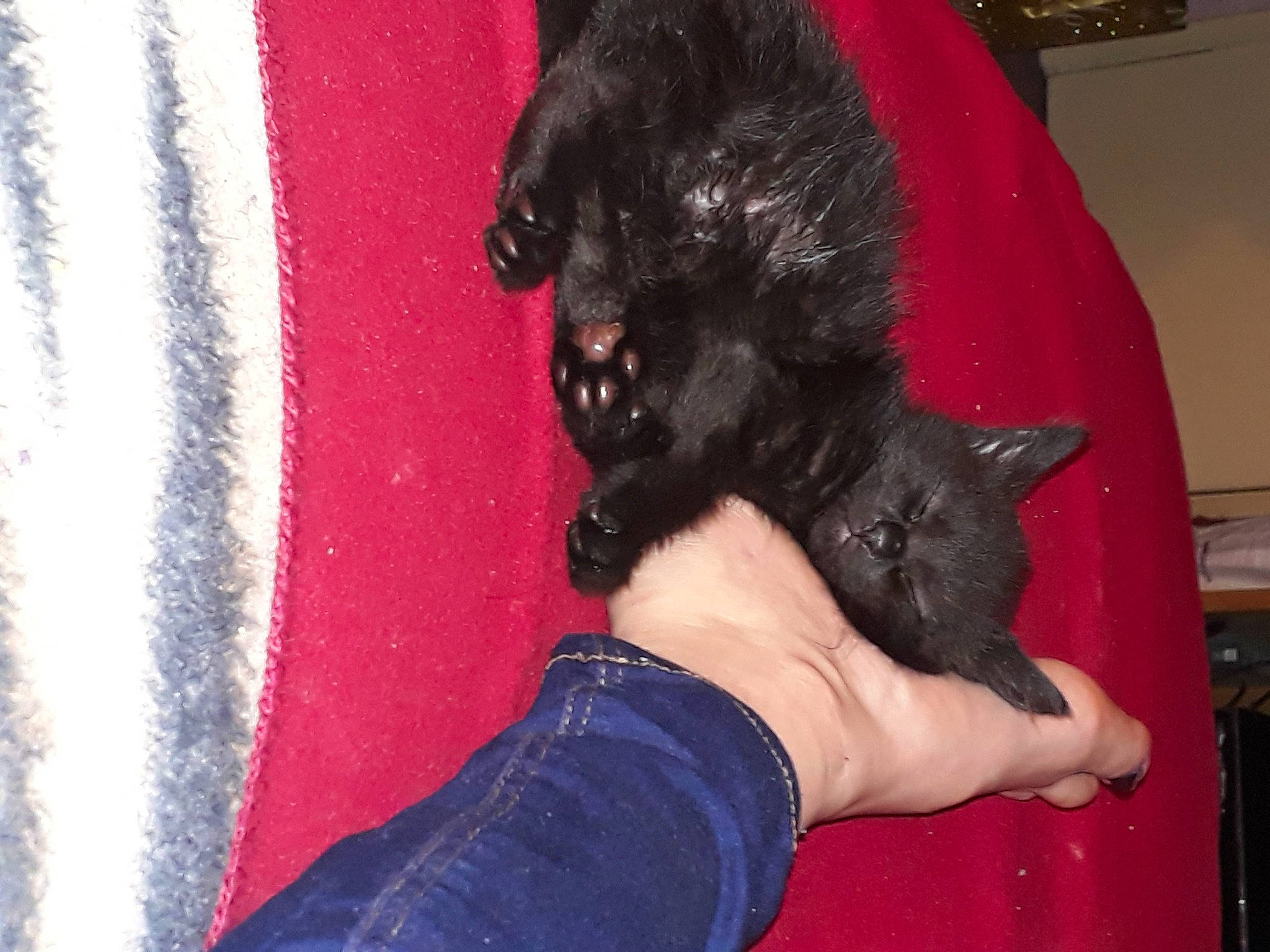 Gizmo is registered to the contest to win money with this photo: black_cat, bombay, carnivore, cat, claw, comfort, dog_breed, domestic_short_haired_cat, electric_blue, felidae, finger, fur, gesture, human_leg, red, small_to_medium_sized_cats, snout, sporting_group, tail, whiskers