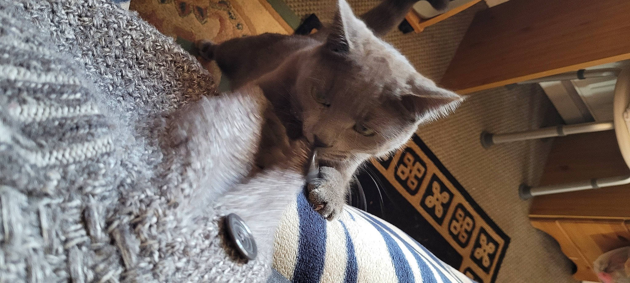 Binky joined the competition — help win amazing prizes! carnivore, cat, cat_supply, claw, comfort, domestic_short_haired_cat, fawn, felidae, fur, grey, nap, paw, small_to_medium_sized_cats, snout, tail, terrestrial_animal, thai, tonkinese, whiskers, window