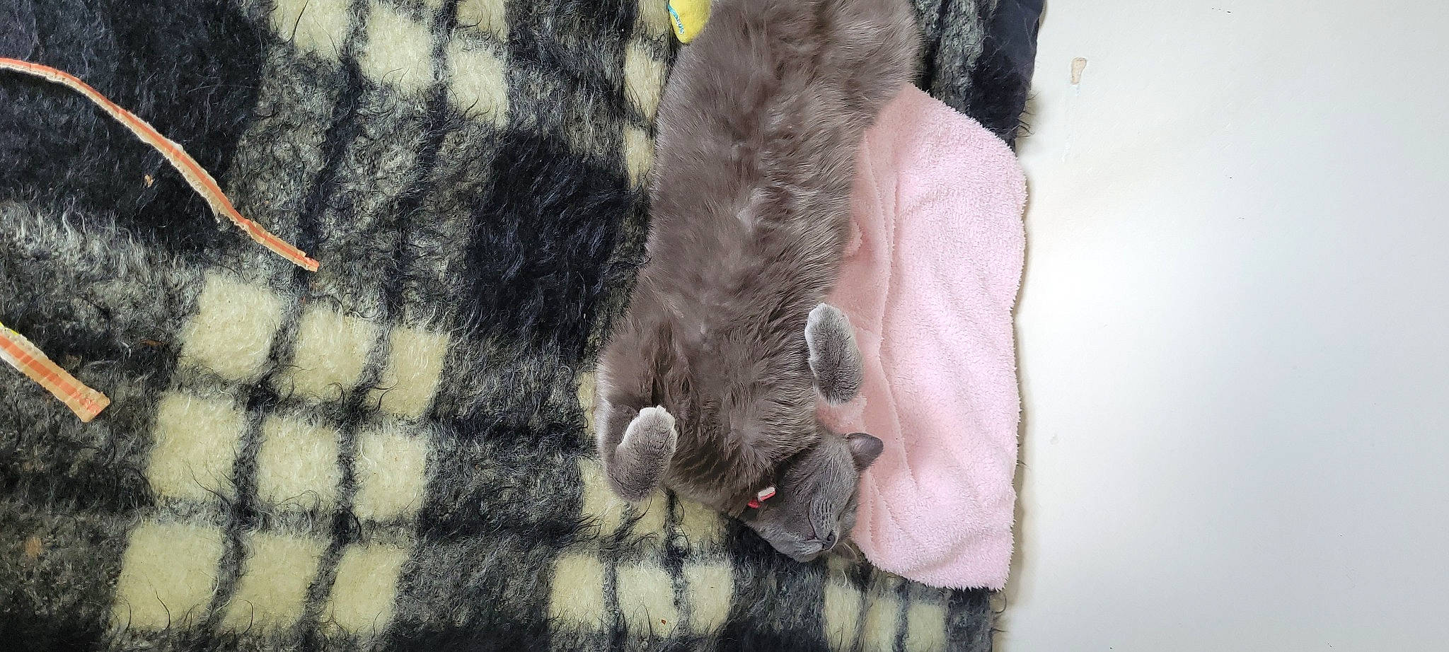 Binky is registered to the contest to win money with this photo: denim, dog_breed, fawn, felidae, fur, fur_clothing, grey, human_leg, linens, pattern, plaid, sleeve, small_to_medium_sized_cats, snout, street_fashion, tail, tartan, textile, whiskers, wool