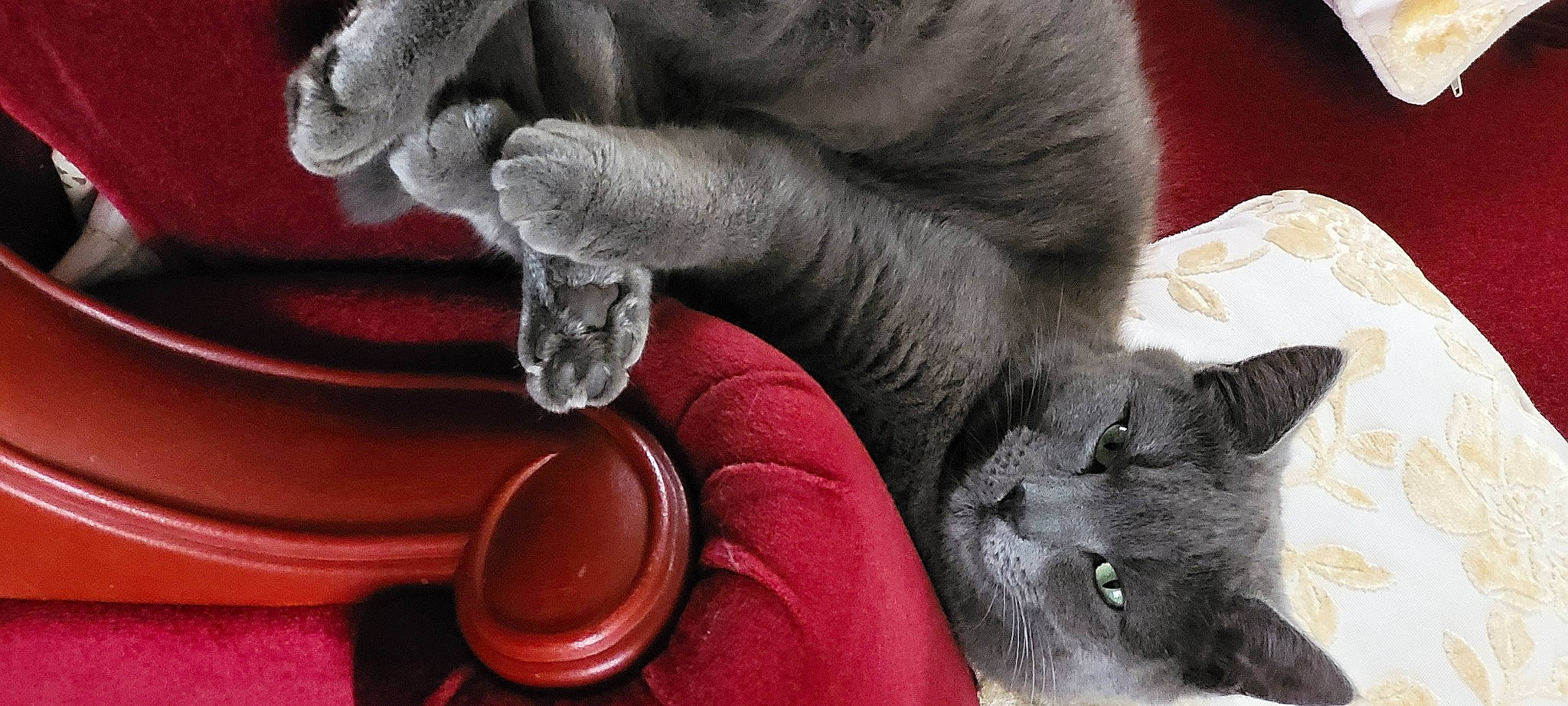 Binky joined the competition — help win amazing prizes! carnivore, cat, claw, comfort, domestic_short_haired_cat, fawn, felidae, foot, fur, gesture, grey, human_leg, paw, russian_blue, serveware, small_to_medium_sized_cats, snout, tableware, tail, whiskers