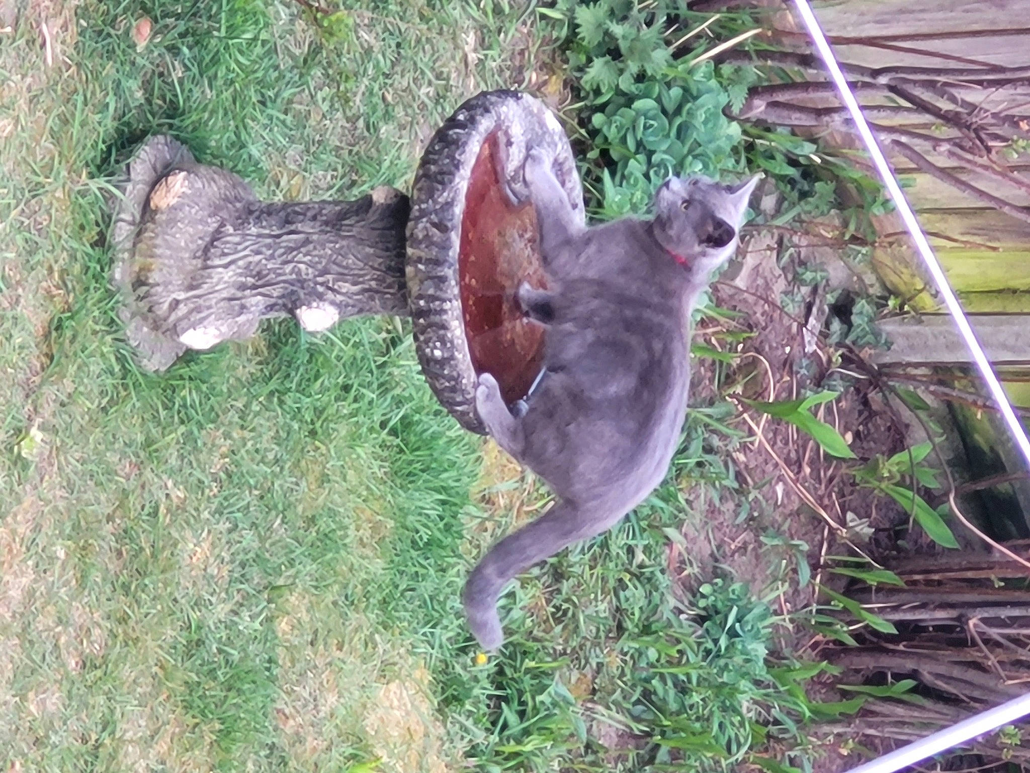 Binky is registered to the contest to win money with this photo: canidae, carnivore, cat, dog_breed, fawn, felidae, grass, groundcover, plant, sculpture, small_to_medium_sized_cats, snout, sporting_group, tail, terrestrial_animal, tree, trunk, whiskers, wildlife, wood