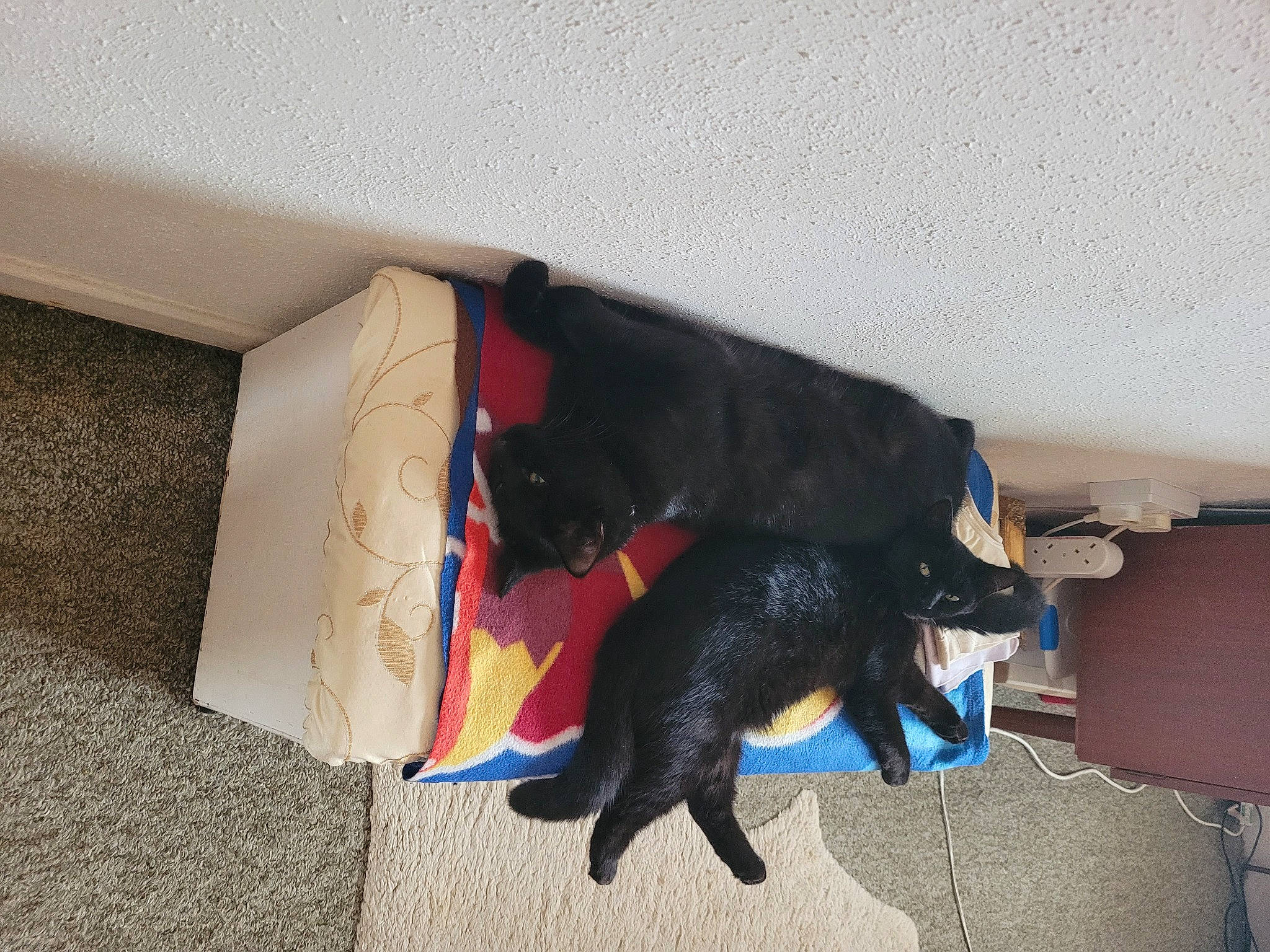 Tilly joined the competition — help win amazing prizes! black_cat, canidae, carnivore, comfort, companion_dog, dog, dog_breed, felidae, floor, flooring, fur, guard_dog, leash, linens, rectangle, room, small_to_medium_sized_cats, sporting_group, tail, wood