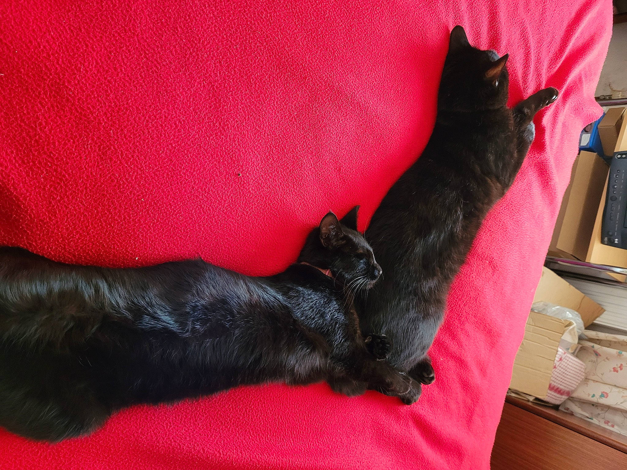 Tilly is registered to the contest to win money with this photo: black_cat, bombay, carmine, carnivore, cat, claw, comfort, companion_dog, couch, dog_breed, domestic_short_haired_cat, felidae, fur, grey, linens, nap, paw, small_to_medium_sized_cats, tail, whiskers