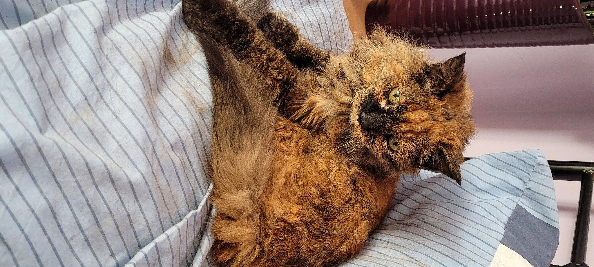 Rosie is registered to the contest to win money with this photo: bag, basket, carnivore, cat, claw, comfort, domestic_short_haired_cat, fawn, felidae, fur, liver, luggage_and_bags, paw, small_to_medium_sized_cats, snout, tail, terrestrial_animal, whiskers