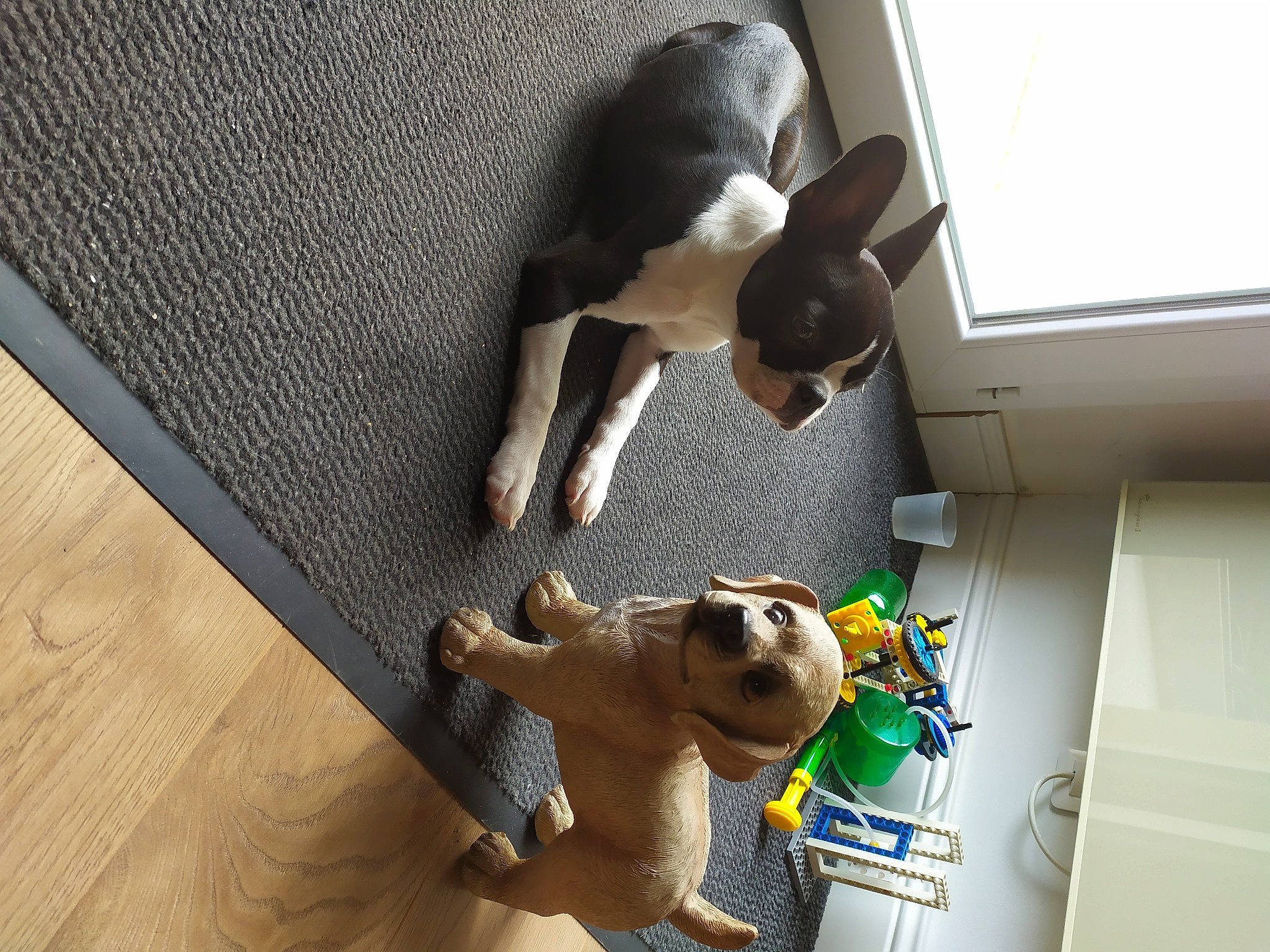 Taya a rejoint le concours — aidez-le/la à gagner de superbes lots ! canidae, carnivore, comfort, companion_dog, dog, dog_breed, fawn, felidae, flooring, fur, hardwood, plush, room, small_to_medium_sized_cats, sporting_group, stuffed_toy, tail, toy, wood, working_animal