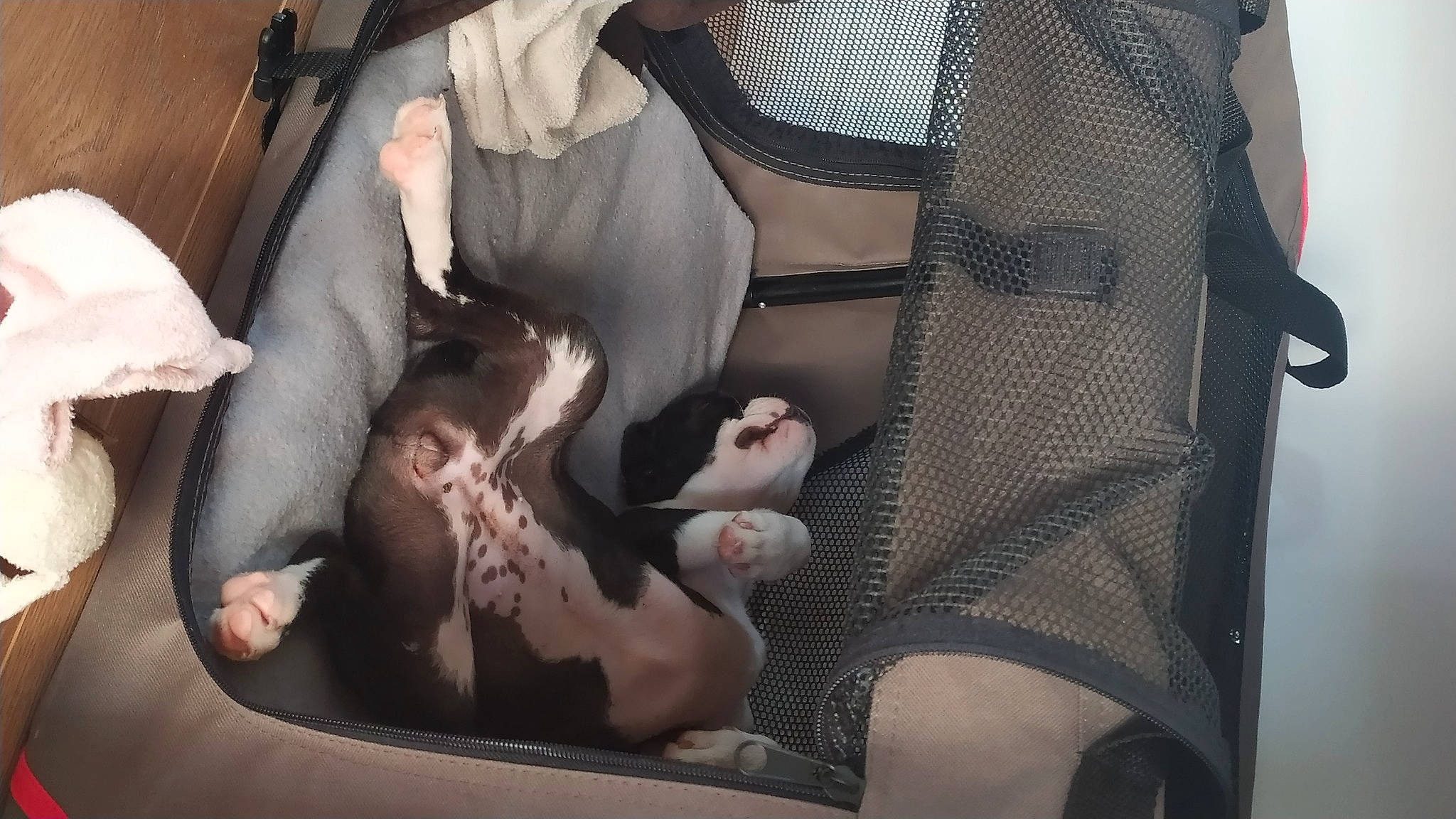 Taya a rejoint le concours — aidez-le/la à gagner de superbes lots ! abdomen, art, bag, ballistic_vest, chest, comfort, grey, pattern, personal_protective_equipment, sleeve, thigh, vest, waist