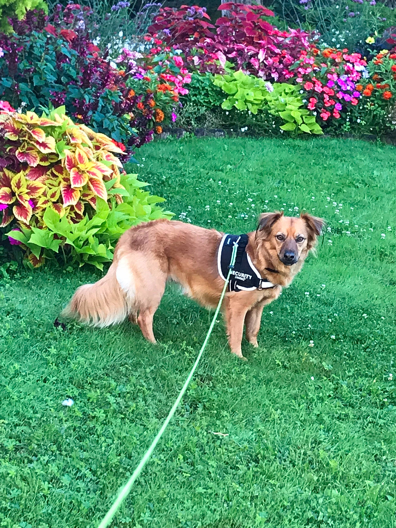 Chanel participe au concours pour gagner de l'argent avec cette photo : annual_plant, carnivore, chair, collar, companion_dog, dog, dog_breed, fawn, flower, garden, grass, groundcover, landscape, landscaping, lawn, plant, shrub, sporting_group, tail, tree