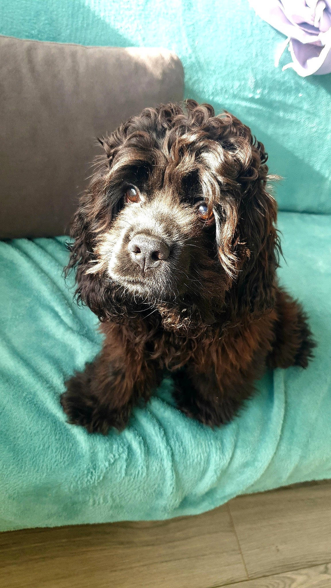 Una participe au concours pour gagner de l'argent avec cette photo : canidae, carnivore, comfort, companion_dog, dog, dog_breed, dog_collar, fur, labradoodle, liver, maltepoo, poodle, snout, spaniel, sporting_group, terrestrial_animal, terrier, toy_dog, water_dog, working_animal