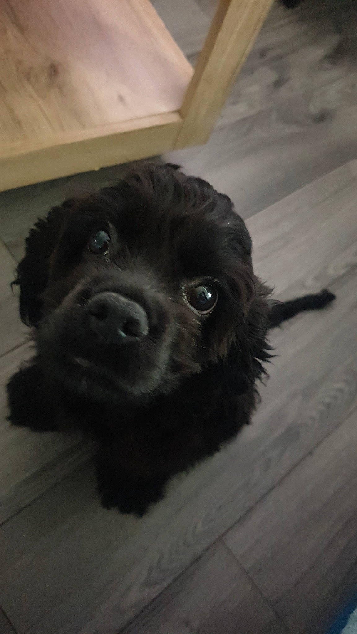 Una a rejoint le concours — aidez-le/la à gagner de superbes lots ! borador, canidae, carnivore, cocker_spaniel, companion_dog, dog, dog_breed, dog_collar, flooring, fur, hardwood, liver, puppy, snout, sporting_group, tibetan_spaniel, toy_dog, whiskers, wood, working_animal