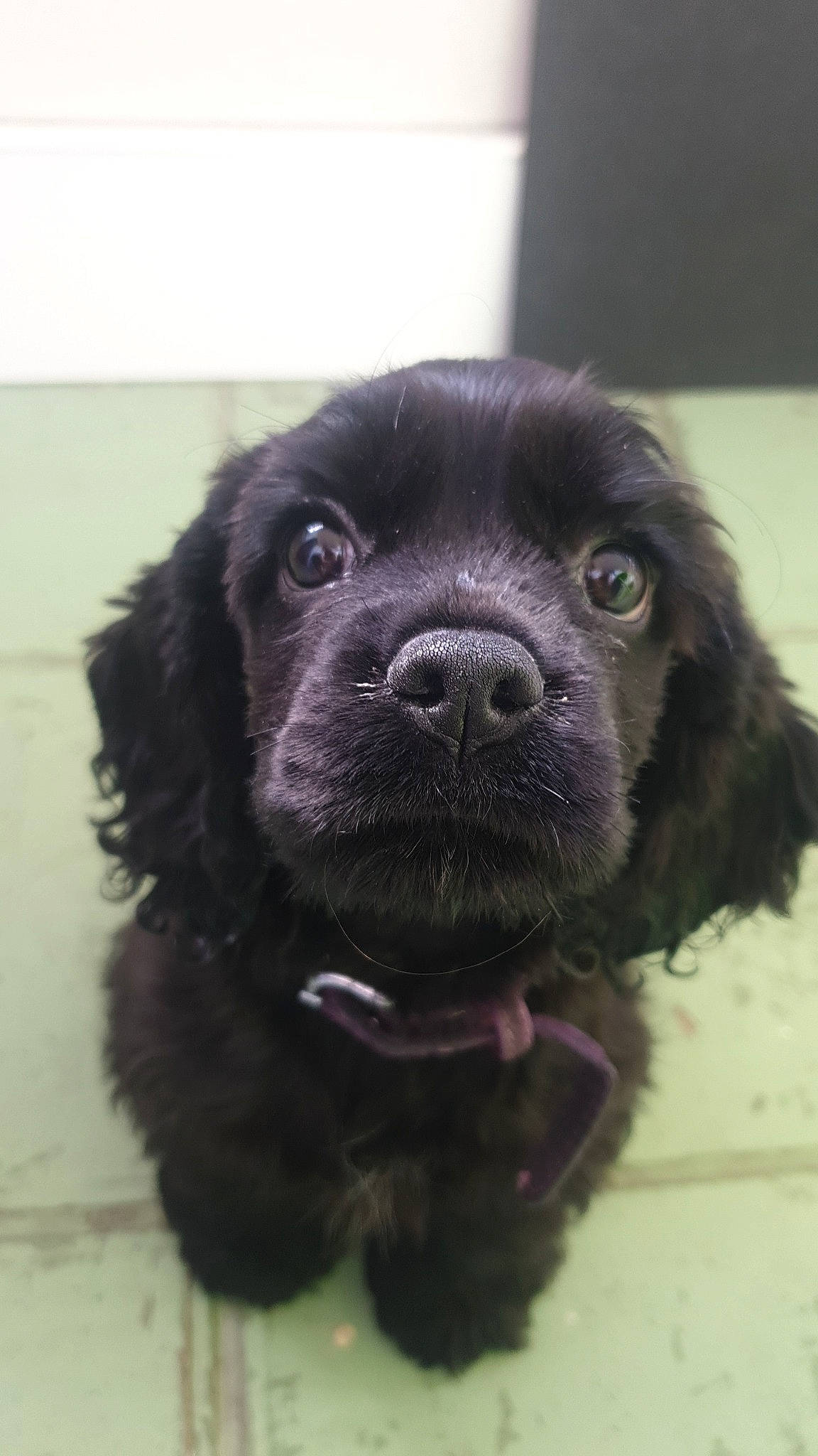 Una a rejoint le concours — aidez-le/la à gagner de superbes lots ! ancient_dog_breeds, borador, canidae, carnivore, companion_dog, dog, dog_breed, dog_collar, fur, gun_dog, liver, non_sporting_group, retriever, snout, sporting_group, tibetan_mastiff, whiskers, working_animal