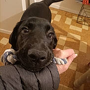 Anzo participe au concours pour gagner de l'argent avec cette photo : animal, black_dog, carpet, closeup, cute, dog, flooring, friendly, hand, home, indoor, interaction, looking_up, person, pet, playing, puppy, rope_toy, tail, warm_lighting