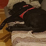 Anzo participe au concours pour gagner de l'argent avec cette photo : dog, black_dog, couch, blanket, harness, indoor, resting, sleeping, furniture, cozy, carpet, wall, paw, pet, relaxing, home, textured, animal, canine, domestic