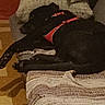 dog, black_dog, couch, blanket, harness, indoor, resting, sleeping, furniture, cozy, carpet, wall, paw, pet, relaxing, home, textured, animal, canine, domestic