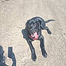 dog, black_dog, canine, outdoor, dirt_path, sunny, shadow, tongue_out, happy, pet, animal, nature, grass, daylight, leash, lying_down, muzzle, ears, tail, walking_path