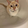 Appa is registered to the contest to win money with this photo: animal, bathtub, blue_eyes, cat, collar, cream, curious, cute, domestic, feline, fur, indoor, looking_up, orange, pet, sitting, small, tail, whiskers, white