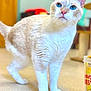 alert, animal, blue_eyes, blurred_background, cat, close_up, container, cream_colored, curious, domestic, door, ears, feline, floor, four_legs, indoor, pet, standing, tail, whiskers