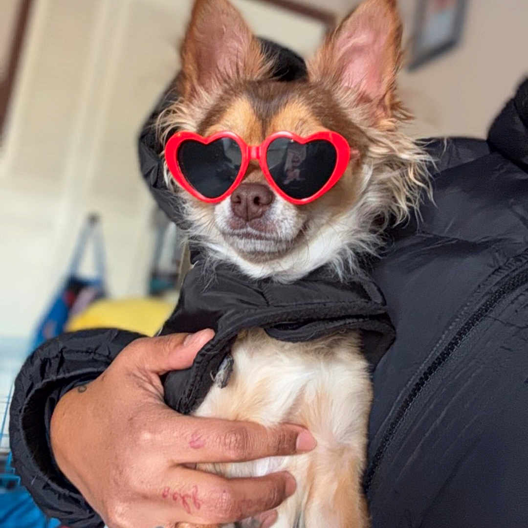 Aire Wells joined the competition — help win amazing prizes! accessory, animal, black_jacket, canine, chihuahua, close_up, cute, dog, fashion, funny, hand, heart_shaped_sunglasses, indoor, pet, portrait, red_sunglasses, small_dog, stylish, tattooed_hand, wearing_clothes