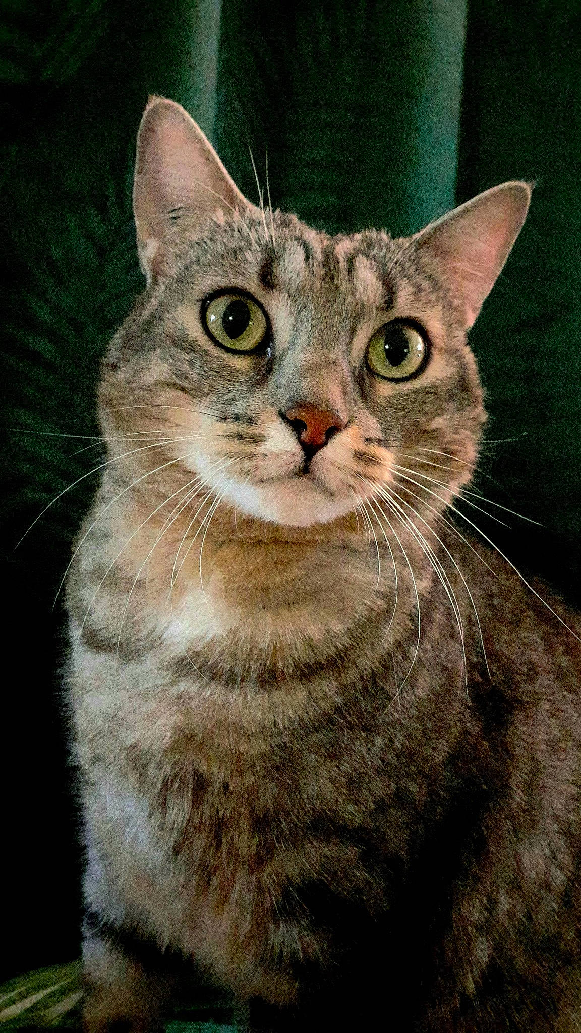 Chouquette participe au concours pour gagner de l'argent avec cette photo : carnivore, cat, close_up, domestic_short_haired_cat, eye, felidae, fur, hair, head, iris, small_to_medium_sized_cats, snout, terrestrial_animal, tree, whiskers, wildlife, window