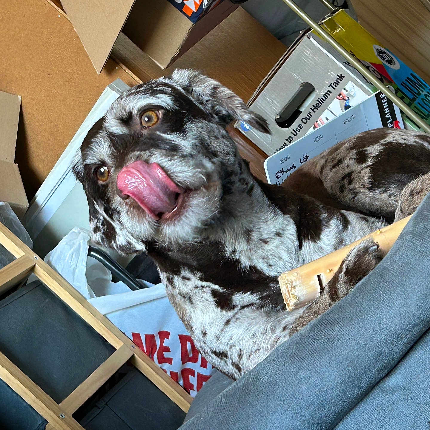 Molly is registered to the contest to win money with this photo: animal, bodypart, box, canine, clothing, costume, dog, face, greatdane, head, indoors, interiordesign, mouth, person, pet, photography, pointer, portrait, puppy, wood