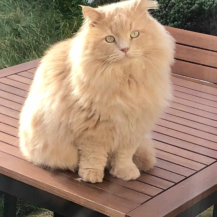 Jeremy is registered to the contest to win money with this photo: asian_semi_longhair, british_semi_longhair, carnivoran, cat, cat_like_mammal, domestic_long_haired_cat, domestic_short_haired_cat, fur, norwegian_forest_cat, persian, small_to_medium_sized_cats, snout, whiskers