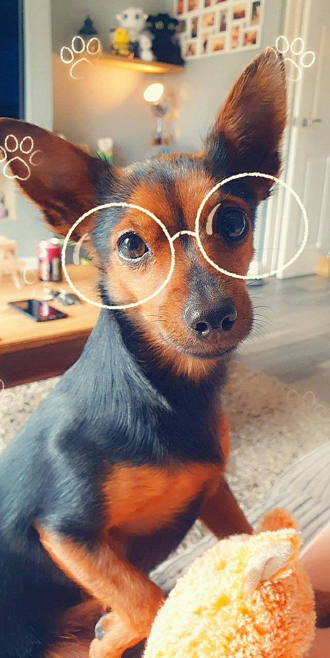 Dotti is registered to the contest to win money with this photo: canidae, carnivore, chihuahua, companion_dog, dog, dog_breed, ear, english_toy_terrier, eyewear, german_pinscher, glasses, mammal, miniature_pinscher, pinscher, prazsky_krysarik, puppy, russkiy_toy, snout, toy_dog, vertebrate
