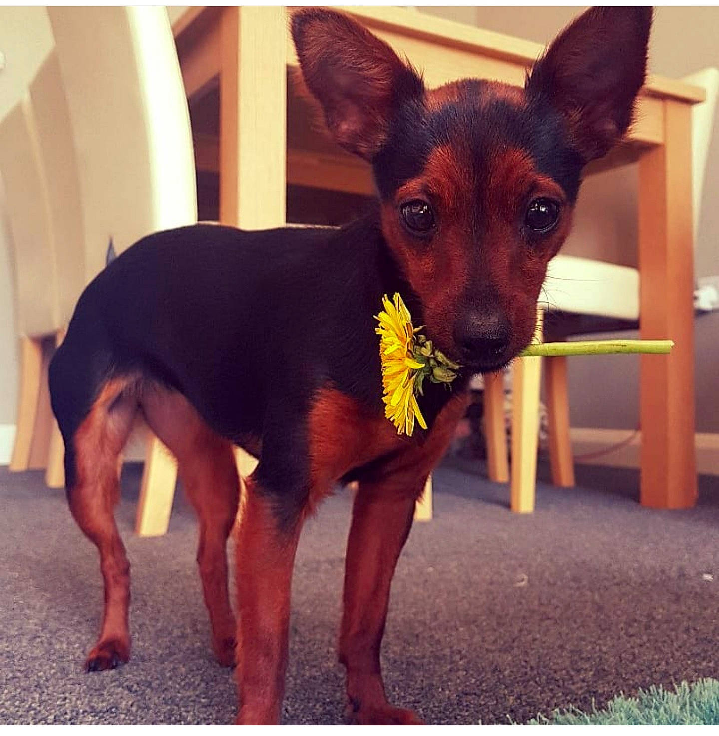 Dotti is registered to the contest to win money with this photo: canidae, carnivore, companion_dog, dog, dog_breed, ear, english_toy_terrier, german_pinscher, mammal, manchester_terrier, miniature_pinscher, pinscher, prazsky_krysarik, puppy, russkiy_toy, snout, toy_dog, toy_manchester_terrier, vertebrate, working_dog