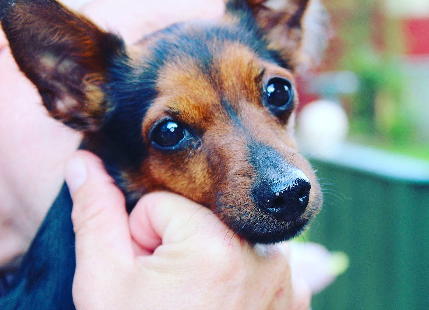 Dotti joined the competition — help win amazing prizes! canidae, carnivore, companion_dog, dog, dog_breed, ear, mammal, miniature_pinscher, nose, pinscher, prazsky_krysarik, puppy, russkiy_toy, snout, terrier, toy_dog, toy_fox_terrier, toy_manchester_terrier, vertebrate, whiskers