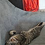 Onyx participe au concours pour gagner de l'argent avec cette photo : cat, cord, couch, cozy, curtain, fish_tank, furniture, gray_couch, hairdryer, home_interior, indoor, lion_toy, orange_curtain, pet, plush_toy, relaxation, sleep, sleeping, tabby_cat, table