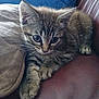 animal, cat, closeup, couch, curious, cushion, cute, domestic, feline, fur, indoor, kitten, leather, paws, pet, relaxed, resting, tabby, whiskers, young