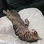 animal, blanket, cat, collar, comfort, couch, cozy, cute, domestic_animal, feline, fur, indoor, leather_couch, nap, pet, relaxed, resting, sleeping, tabby, white_blanket