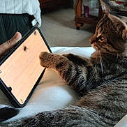 Onyx a rejoint le concours — aidez-le/la à gagner de superbes lots ! animal, bed, blanket, carpet, cat, curious, dresser, hand, indoor, paw, pet, playing, relaxed, screen, smartphone, tabby_cat, table, technology, water_bottle, wooden_furniture