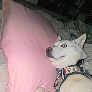 Nova is registered to the contest to win money with this photo: dog, white_dog, blue_eyes, bed, pillow, pink_pillow, harness, indoor, pet, canine, lying_down, furniture, blanket, cozy, curious_expression, resting, close_up, animal, mammal, domestic_animal