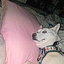dog, white_dog, blue_eyes, bed, pillow, pink_pillow, harness, indoor, pet, canine, lying_down, furniture, blanket, cozy, curious_expression, resting, close_up, animal, mammal, domestic_animal