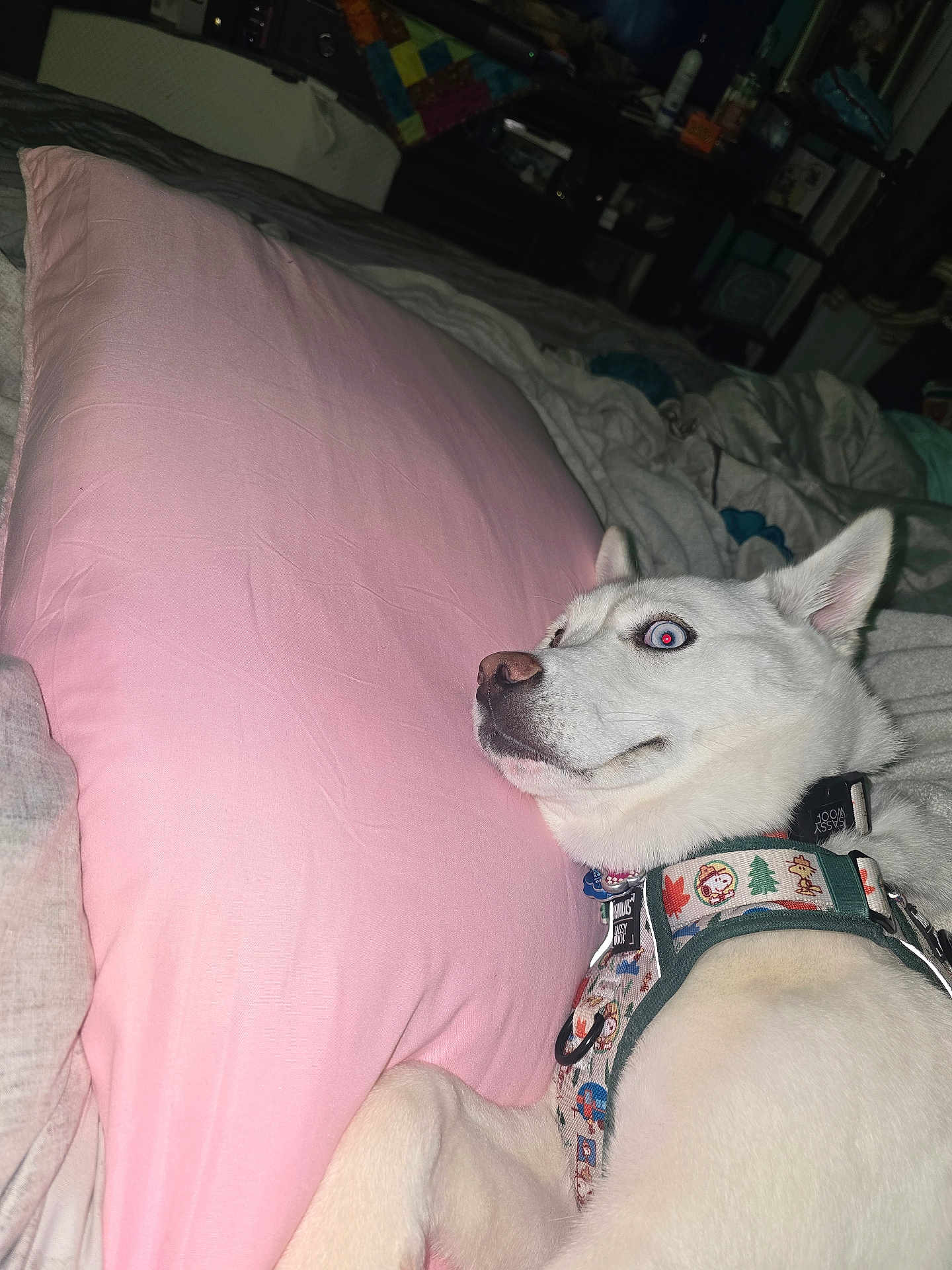 Nova