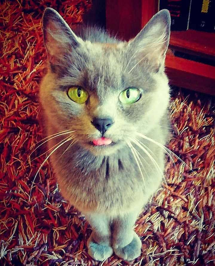 Kitty a rejoint le concours — aidez-le/la à gagner de superbes lots ! aegean_cat, asian, carnivore, cat, domestic_short_haired_cat, ear, european_shorthair, eye, fawn, felidae, fur, grass, kitten, mammal, nebelung, sky, small_to_medium_sized_cats, tabby_cat, whiskers, wild_cat