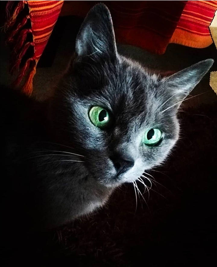 Kitty participe au concours pour gagner de l'argent avec cette photo : asian, black_cat, carnivore, cat, domestic_short_haired_cat, ear, european_shorthair, eye, felidae, fur, kitten, night, small_to_medium_sized_cats, snout, whiskers