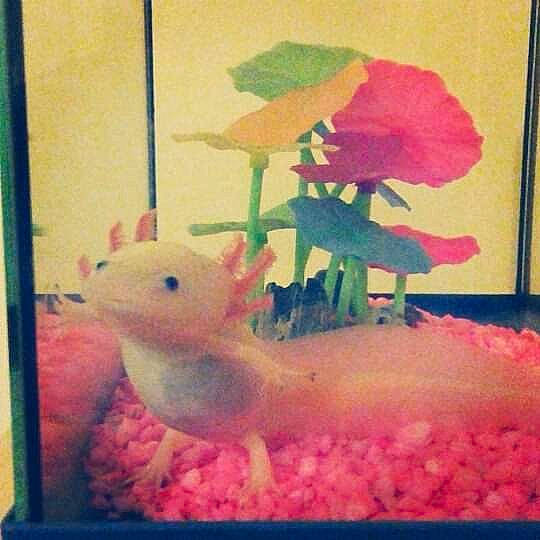 Serge a rejoint le concours — aidez-le/la à gagner de superbes lots ! amphibian, axolotl, mole_salamander, organism, pink, salamander, tail