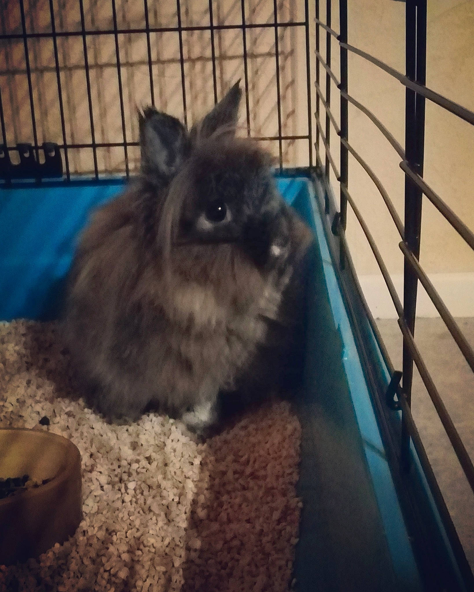Ivy participe au concours pour gagner de l'argent avec cette photo : animal_shelter, cage, domestic_rabbit, fawn, iris, mammal, rabbit, rabbits_and_hares, vertebrate, whiskers
