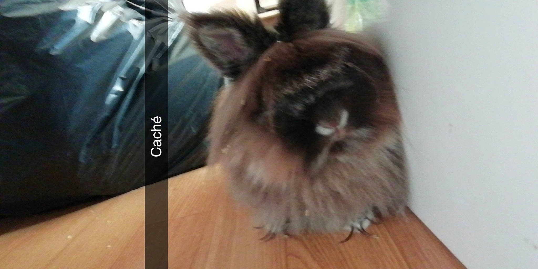 Ivy participe au concours pour gagner de l'argent avec cette photo : angora_rabbit, chinchilla, domestic_rabbit, ear, fawn, fur, rabbit, rabbits_and_hares, rodent, snout, whiskers