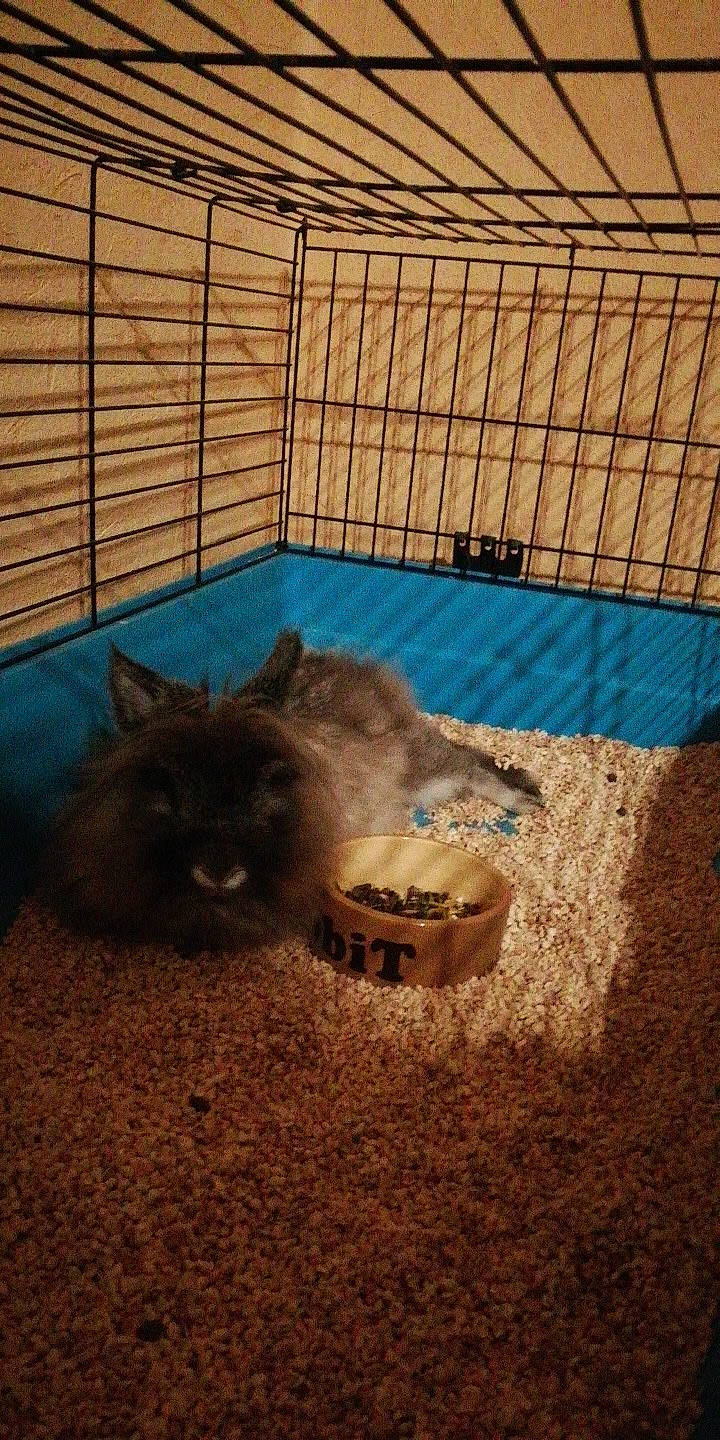 Ivy participe au concours pour gagner de l'argent avec cette photo : animal_shelter, cage, carnivore, cat, degu, domestic_long_haired_cat, fawn, felidae, kitten, maine_coon, mammal, persian, pet_supply, ragamuffin, small_to_medium_sized_cats, vertebrate, whiskers