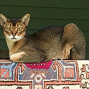 Phoenix joined the competition — help win amazing prizes! cat, animal, pet, feline, green_eyes, lying_down, rug, patterned_rug, indoor, portrait, looking_at_camera, whiskers, ears, fur, resting, close_up, domestic_cat, brown_fur, alert, background