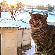 Pixel participe au concours pour gagner de l'argent avec cette photo : animal, building, calm, cat, cold, daylight, domestic, feline, nature, outdoor, pet, quiet, snow, striped, sunlight, sunset, tabby, tree, windowsill, winter
